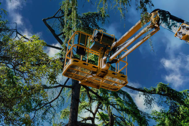 Best Tree Removal Services  in Crafton, PA